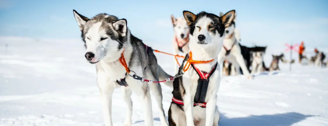 Extended dogsledding tour in Sälen
