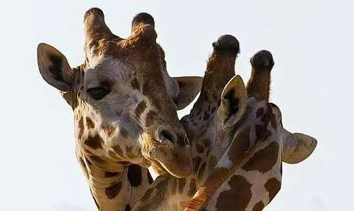 2 days quick trip to Mikumi National park