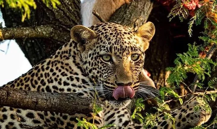 4-Days Bush to Bush Authentic Budget Safari