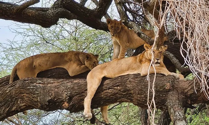 From Arusha: 11 days The Classics Northern Tanzania safari