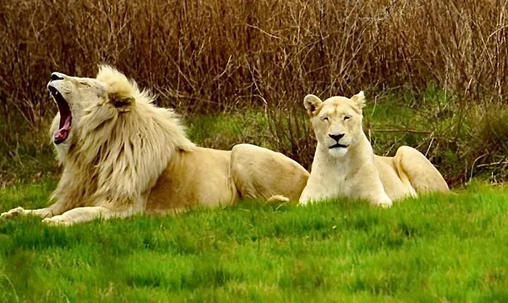 Cradle of Humankind, Caves or Maropeng, Rhino and Lion Park
