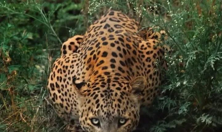 6-Days Private Luxury Golden Triangle Tour with Jhalana Safari