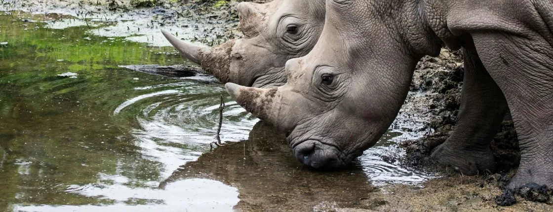 Hluhluwe-iMfolozi Park wildlife safari from Durban