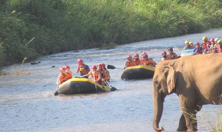 Top Pick - Full or Half Day @Elephant in Wild Sanctuary ChiangMai