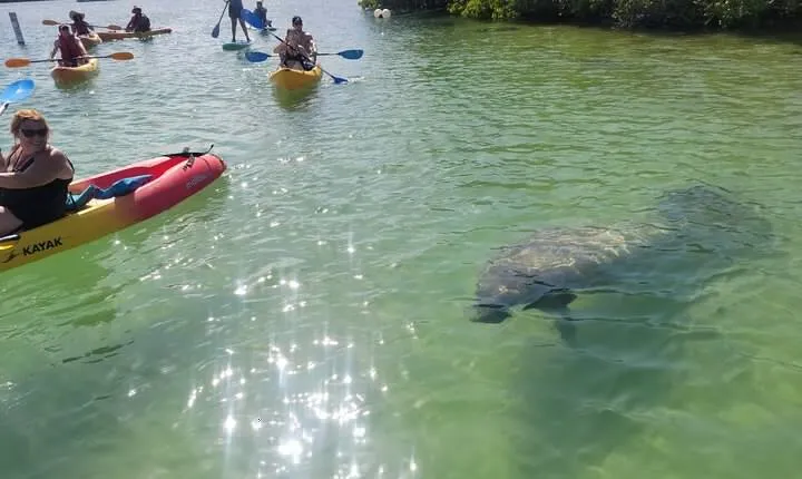 Mangrove Jungle Exploration on SUP/Kayak