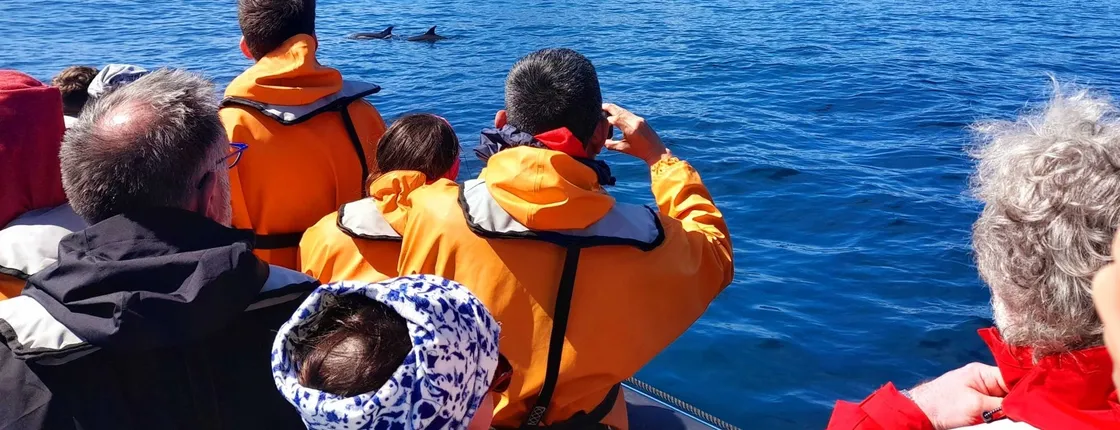 Dolphin and whale watching tour from Lajes do Pico