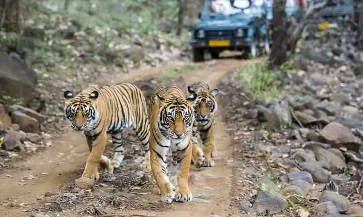 6 Days Golden Triangle with Ranthambore & Varanasi Tour