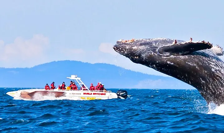 Whale Watching Boat Tour from Koggala