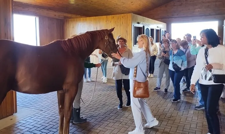 Half-Day Thoroughbred Horse Farm Tour in Kentucky