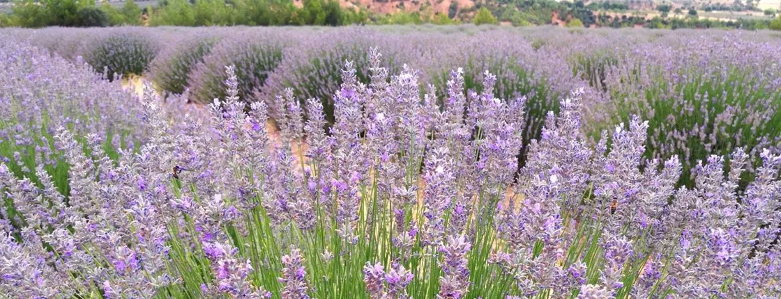 Turkey's Lavender Fields Tour