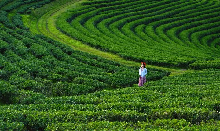 Private Choui Fong and Golden Triangle Explorer from Chiang Rai