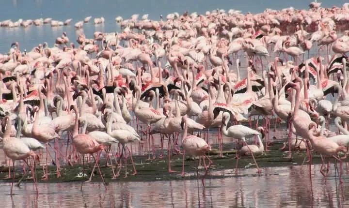 Lake Nakuru Day Trip 