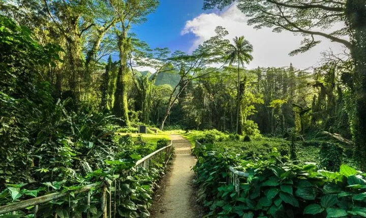 Easy Private Hike in Honolulu (Choose 1 of 2 trails) 2-4hrs