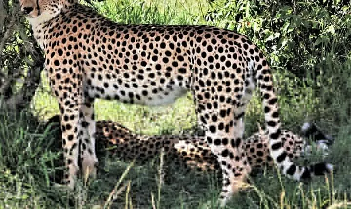 2 Days Tsavo East National Park Tour From Mombasa/Diani (1 Night)