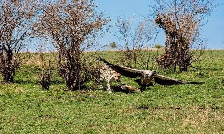 Best Ngorongoro crater Tanzania Safari 1- Day tour Experience