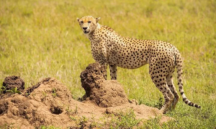 Private 7 Days Classic Safari Tour in Tanzania