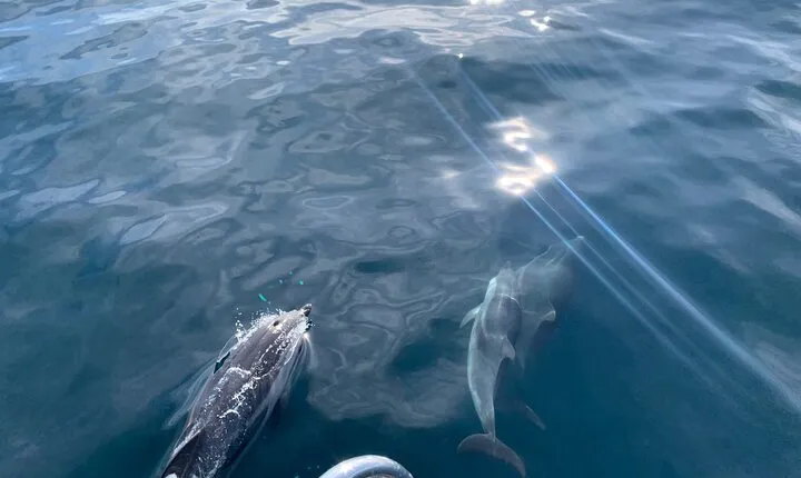 Sailing Adventure: Sailing, Dolphins and Relaxation with Drinks