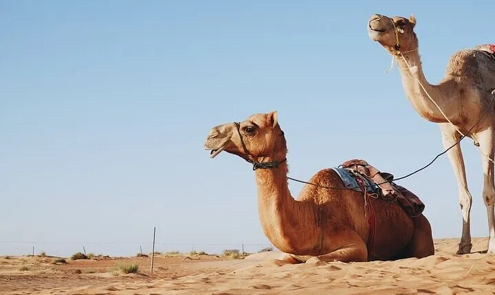 Desert Adventure Camel or Horse Ride Experience - Sharm El Sheikh