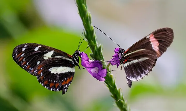 Mindo Cloud Forest Guided Private Tour 