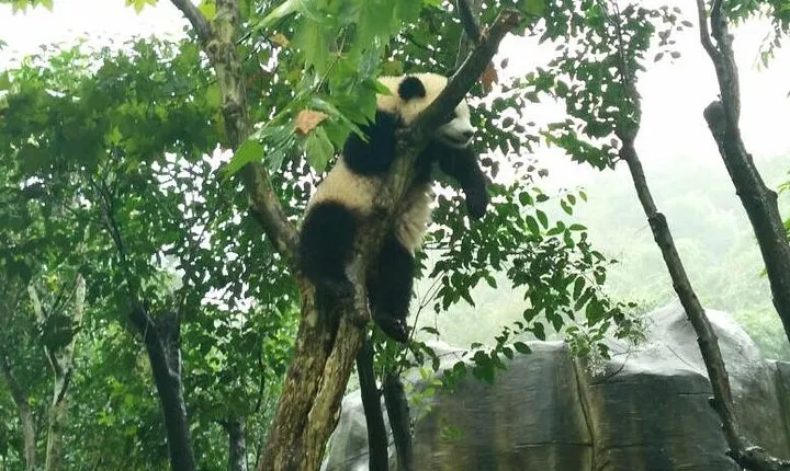 4-Hour Giant Panda Experience Private Tour With Morning Departure