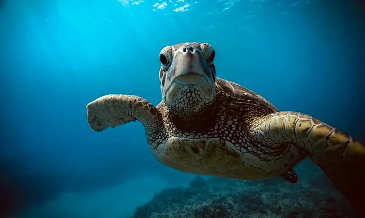 Waikiki small group turtle snorkeling & sailing
