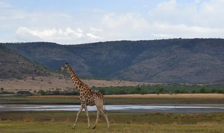 Pilanesberg National Park Full-Day Tour from Johannesburg