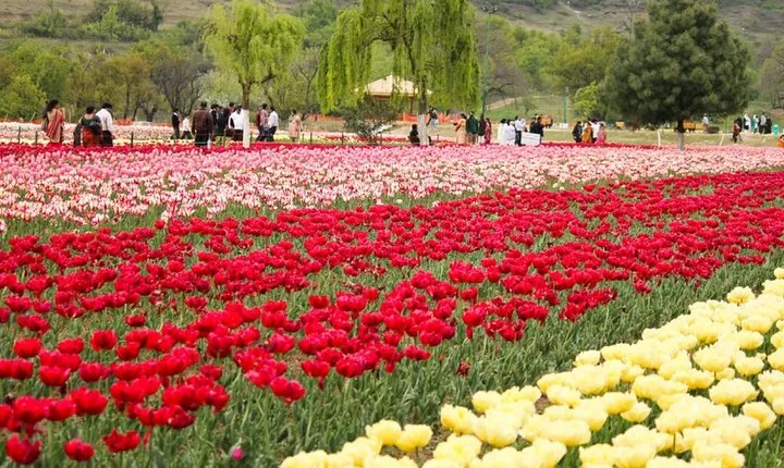 5-Days Private Kashmir Honeymoon Tour from Srinagar