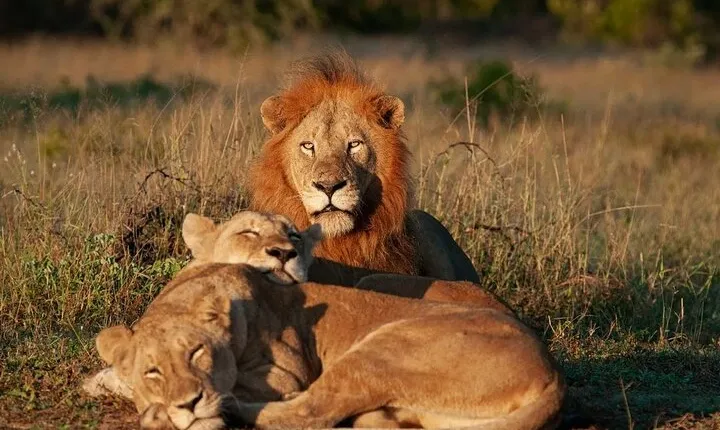 Johannesburg: Lion & Safari Park Open Vehicle Game Drive