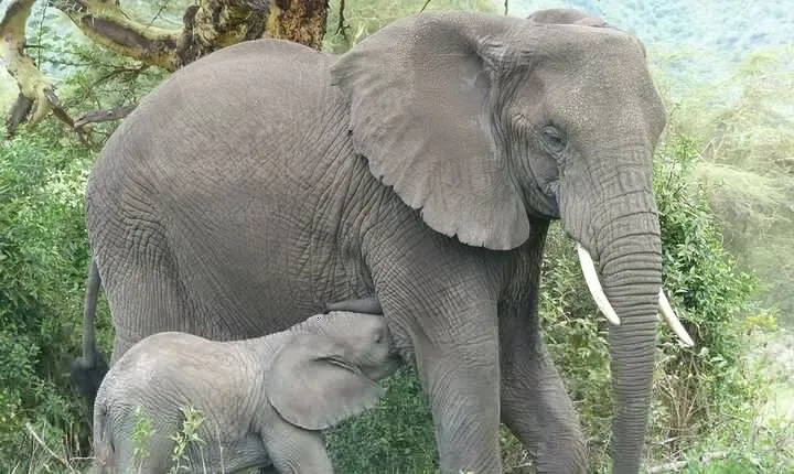 5 Days Tanzania Wildlife Safari Private Tour