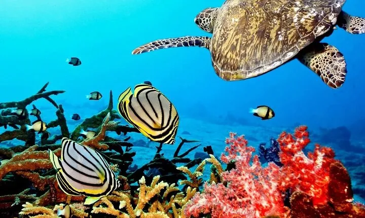Key Largo Coral Reef Park and Sunset Celebration 