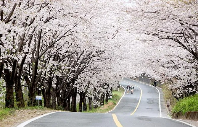 Spring 4 days Seoul&Mt Seorak Cherry blossom with Nami & Everland on 7 to 14 Apr