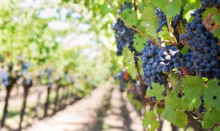 Mount Vesuvius Wine Tasting Experience from Naples