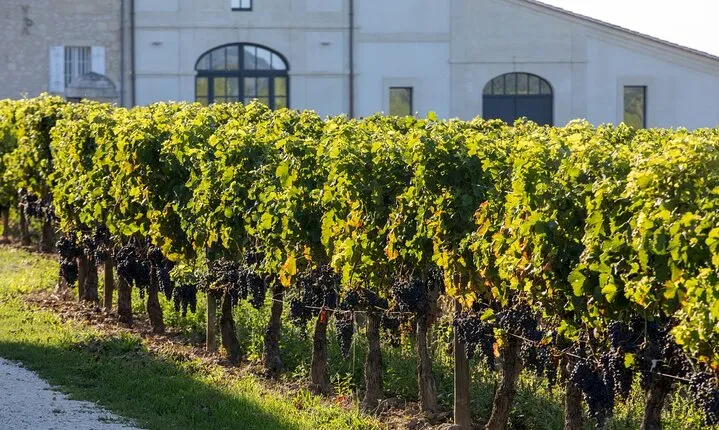 Full Day Private Nemea Wine Tour Experience from Athens