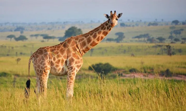 3 Days Queen Elizabeth Nat Park Tour