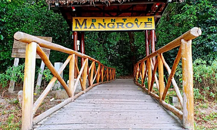 Bintan Mangrove Discovery Tour 
