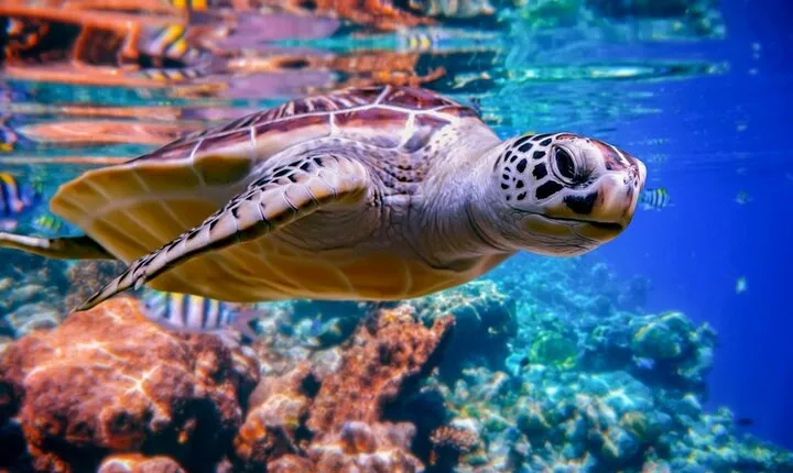 Abu Dabbab Day Trip Swim with Turtles with transfer - Hurghada