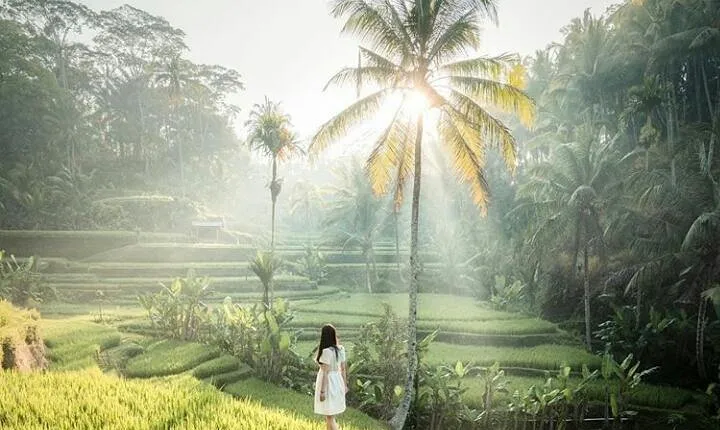 Full-day ubud private tour - monkey forest - waterfall - free wifi