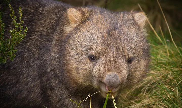 Cradle Mountain Wildlife Spotting after Dark