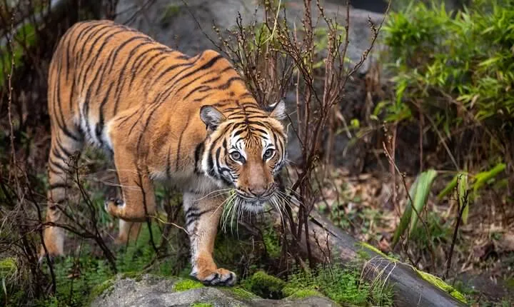 Private Taj Mahal & Ranthambore Wildlife Safari Tour from Delhi