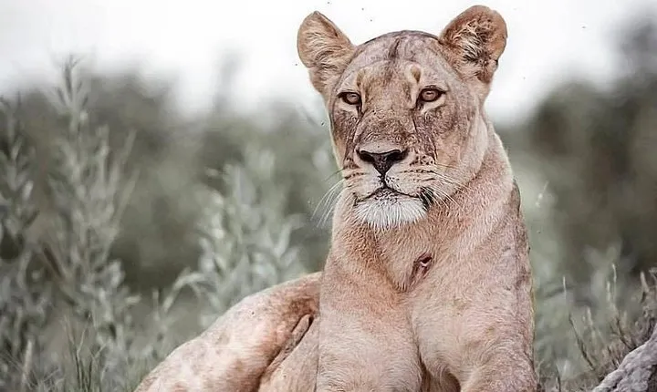 6 days safari to Lake Manyara, Tarangire, Serengeti and Ngorongoro crater