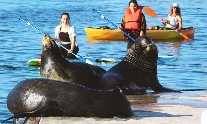2-Hour Kayak or Paddleboard with Sea Lions in Marina del Rey