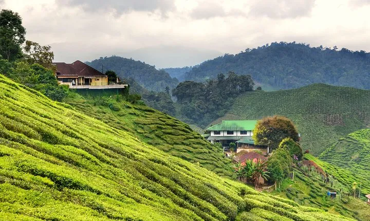 Cameron Highlands Full-Day Tour