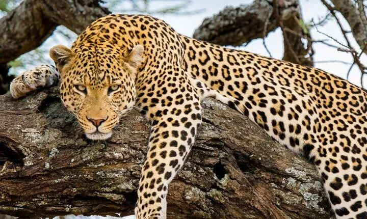 9 Days Private Serengeti Wildebeest Migration Safari