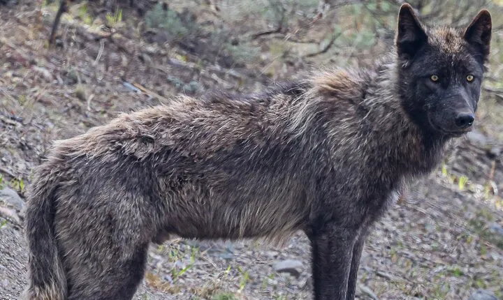 Yellowstone Full-Day Upper Loop Wildlife Adventure w/Lunch