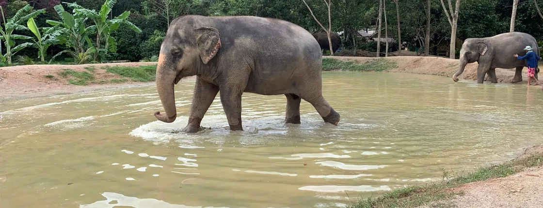 Green Elephant Park Phuket Experience
