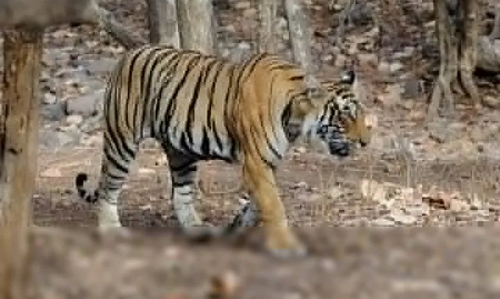 4 Days Golden Triangle Tour with Ranthambore Tiger Safari