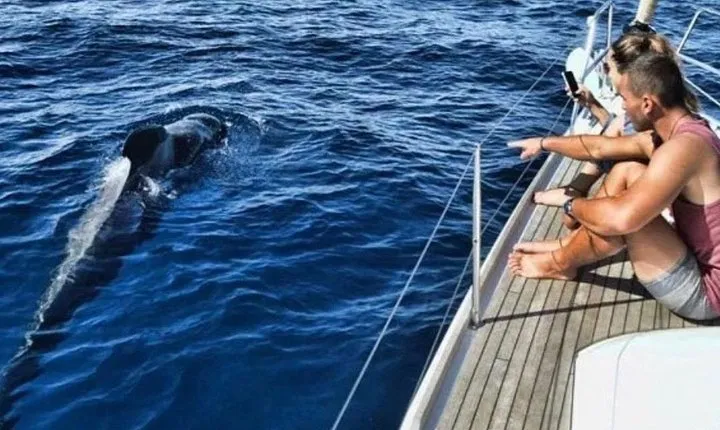 Premium All Inclusive Whale & Dolphin Watching Experience