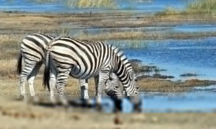 Day trip Arusha National Park Tour Tanzania Safari 