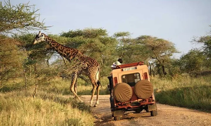Full Day Tour To Lake Manyara National Park