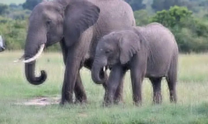 3 days masai mara safari from Nairobi